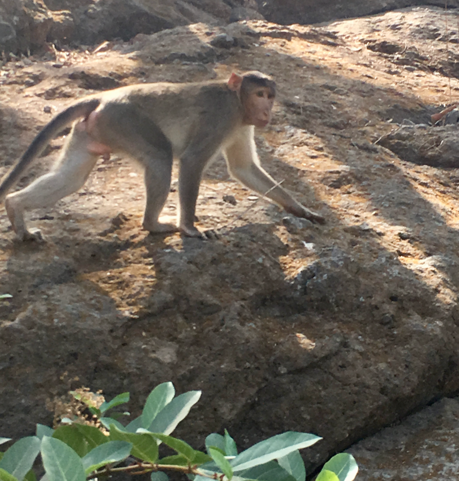Bonnet Monkey Trip Mumbai